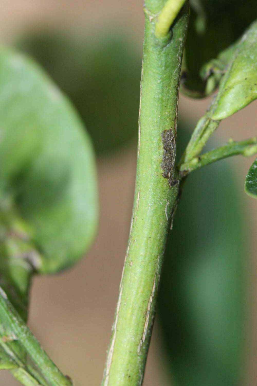            First year twig (Riverside, CA)   